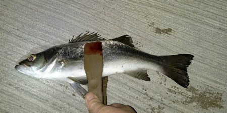 アジがいないなら他の魚で満足する