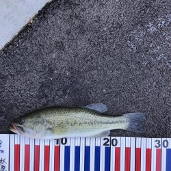 減水影響あるなぁー