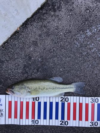 減水影響あるなぁー