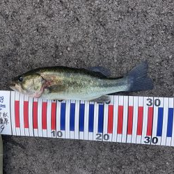 今年も無事釣れました