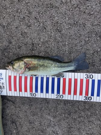 今年も無事釣れました