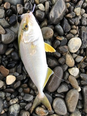 サーフ初青物！やのに写真がー