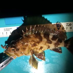 大シケでの3匹は格別。