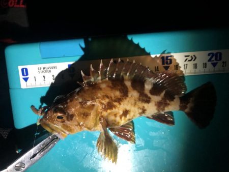 大シケでの3匹は格別。