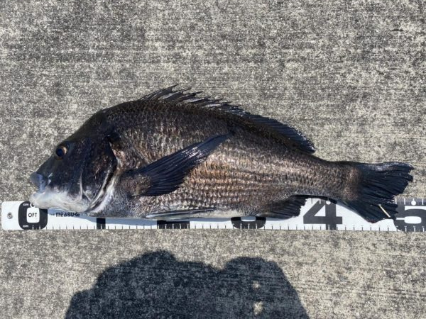 イチノ兄弟、釣果!