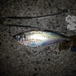 8/10釣果チヌ4枚デカアジ