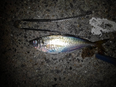 8/10釣果チヌ4枚デカアジ