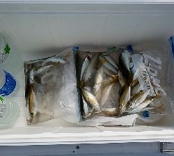 ナイトアジングとサビキ釣り