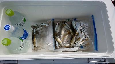 ナイトアジングとサビキ釣り