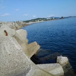 8/21釣果イサキ4枚!