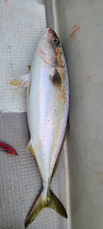 ジギング楽しい～