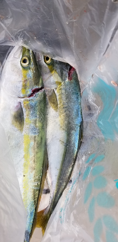 ルアーフィッシング