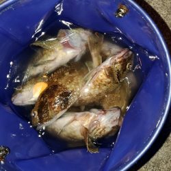 良型の根魚釣れてます！