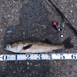 シーバスもいたよ