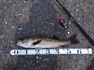 シーバスもいたよ