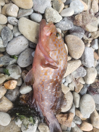 水遊びついでに