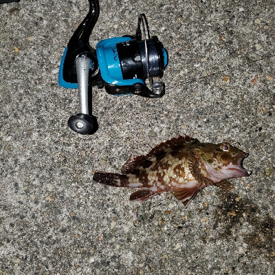 良型ガシラnice!