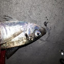 アジングは終わらないのか？！