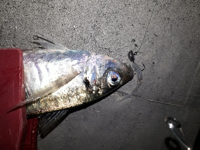 アジングは終わらないのか？！