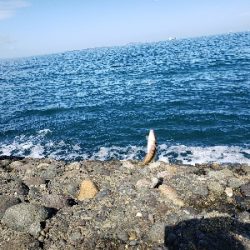 ベラとエソばっかり。。