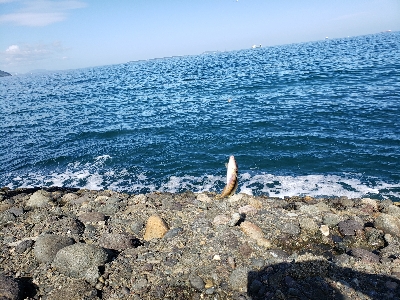 ベラとエソばっかり。。