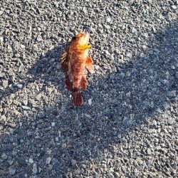 テトラでも目の前でもガシラ祭り