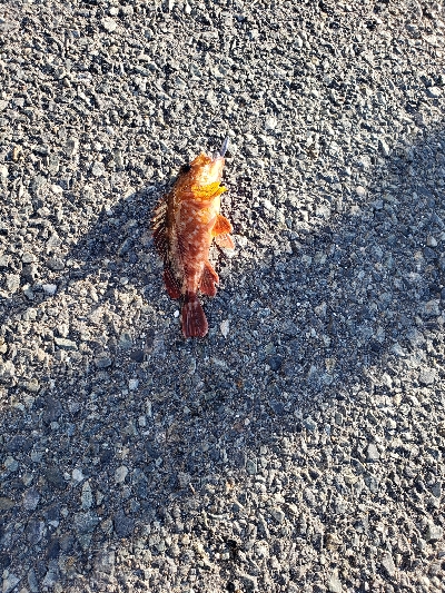 テトラでも目の前でもガシラ祭り