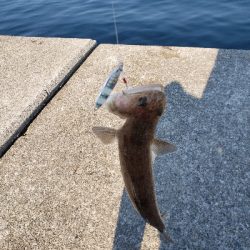 夕まずめからの~