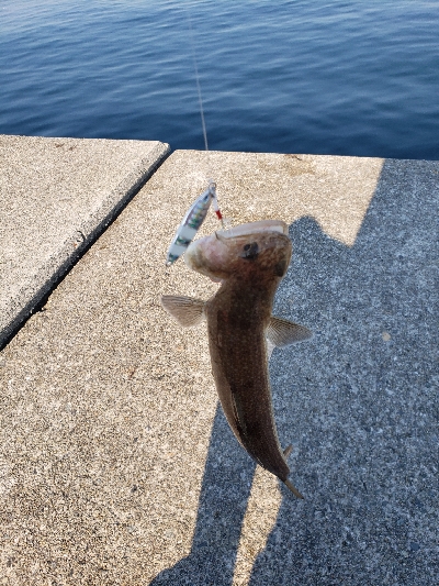 夕まずめからの~