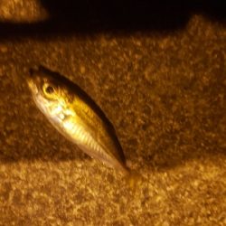 小物釣り