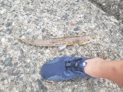 何とかキャッチ出来ました