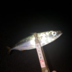 何十年ぶりかの