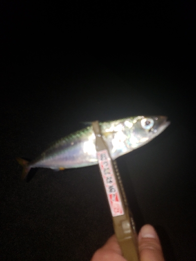 何十年ぶりかの