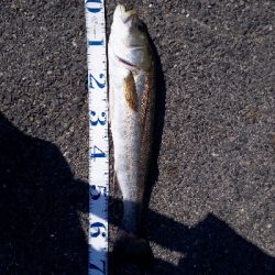 ルアーチェンジしたら、ばくっと