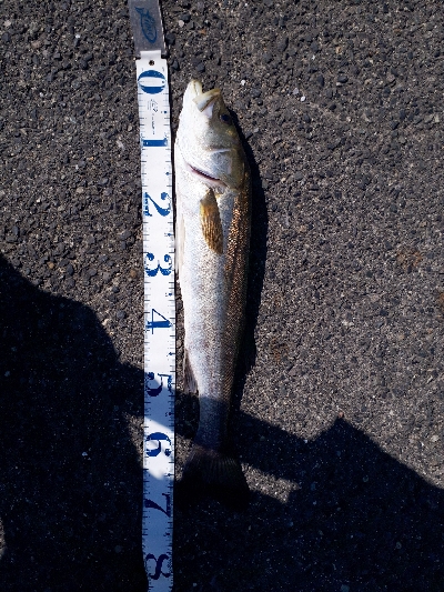 ルアーチェンジしたら、ばくっと