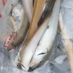 ピンギス狙いのはずが・・・