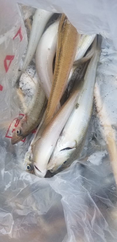 ピンギス狙いのはずが・・・