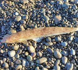 エソ、オオモンハタ