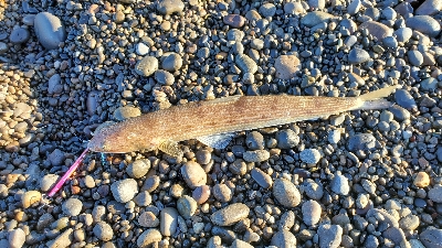 エソ、オオモンハタ