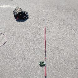 暑い中、諦めずに黒鯛ゲット！