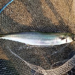 メタルジグでサワラ！