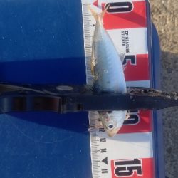 カマス乱舞その2