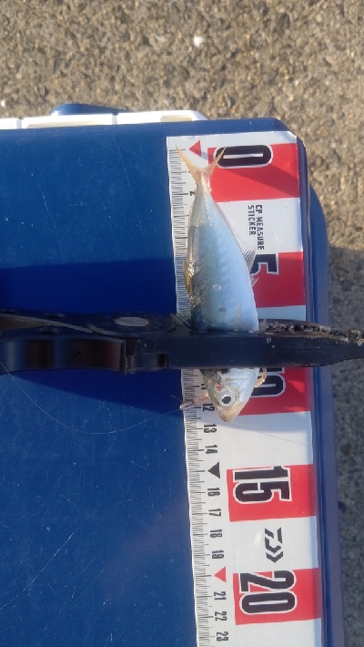 カマス乱舞その2