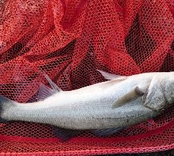 熱々トップシーバス