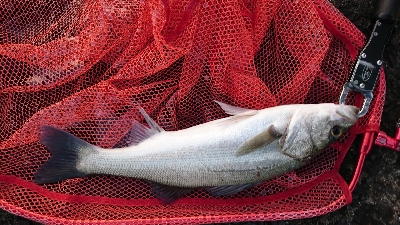 熱々トップシーバス