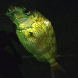 ぶっこみ釣りで真鯛