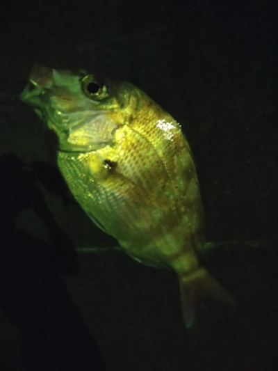 ぶっこみ釣りで真鯛