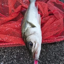 トップシーバス