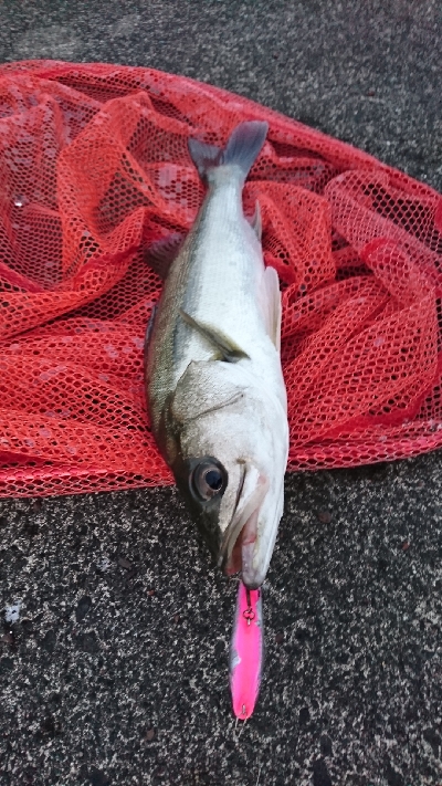 トップシーバス