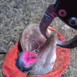 トップチヌ&シーバス